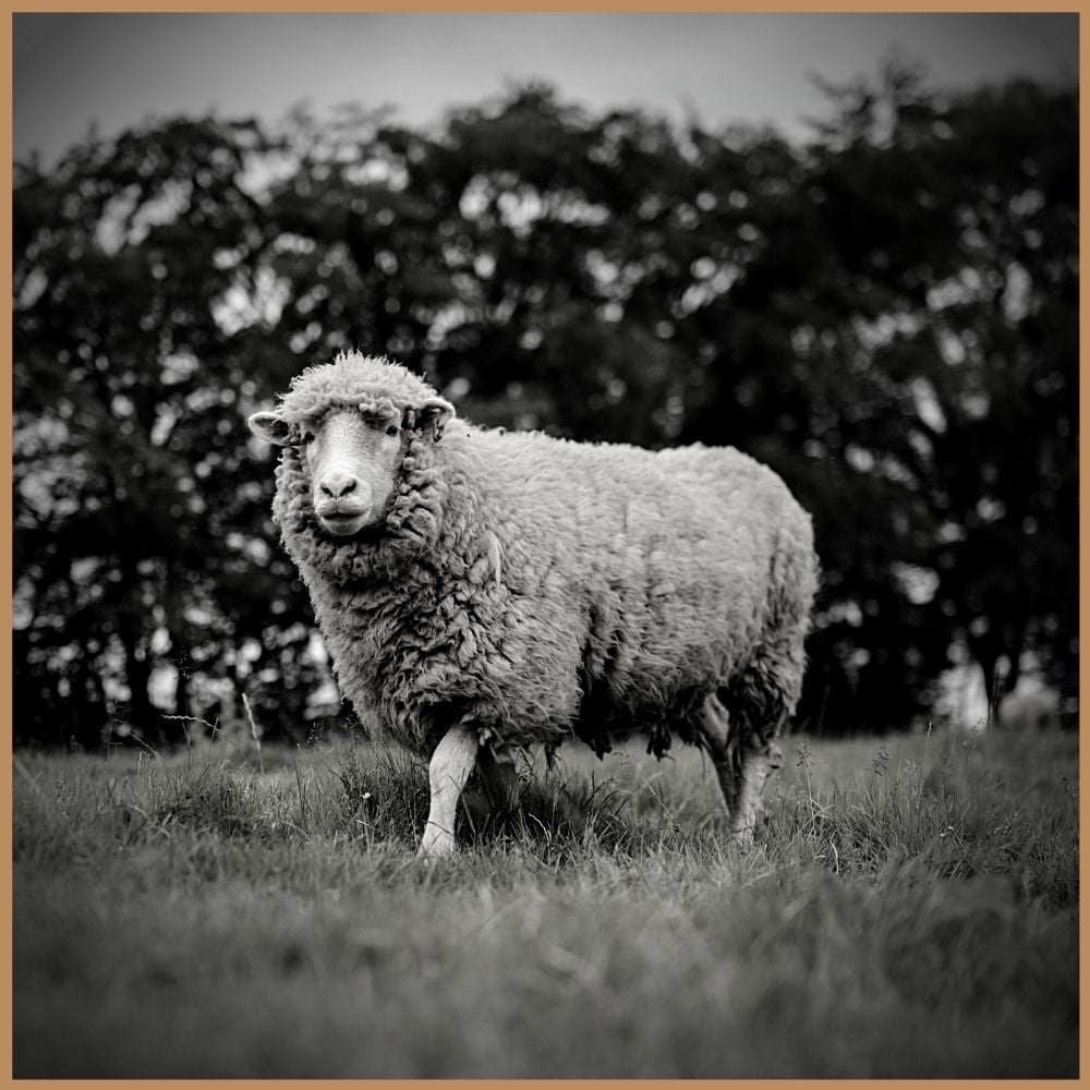 Traceable Merino  From Sheep To Your Door - ASKET